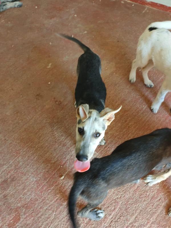 SOS STALLO ADOZIONE DOLCE CUCCIOLO IN CANILE  Foto 7