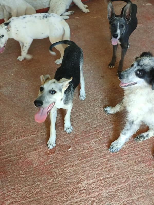 SOS STALLO ADOZIONE DOLCE CUCCIOLO IN CANILE  Foto 8
