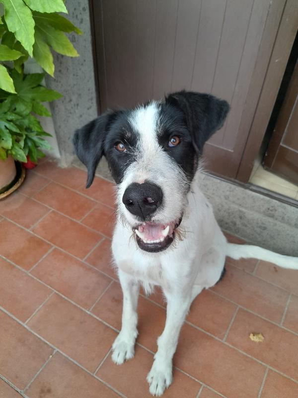 Snoopy Il Cucciolone Che Adora Bimbi E Gatti