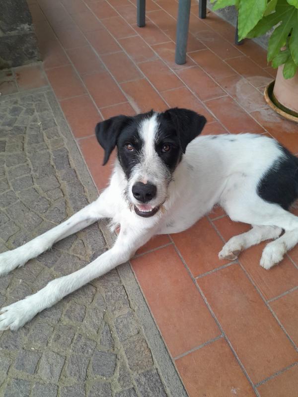 Snoopy il cucciolone che adora bimbi e gatti Foto 2