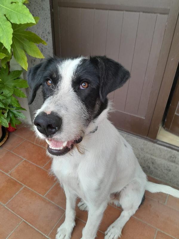Snoopy il cucciolone che adora bimbi e gatti Foto 3