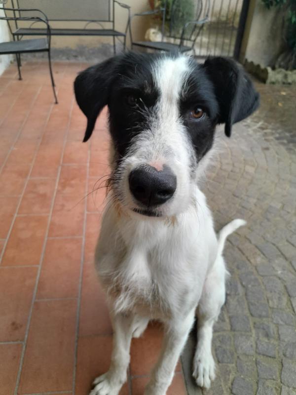 Snoopy il cucciolone che adora bimbi e gatti Foto 4