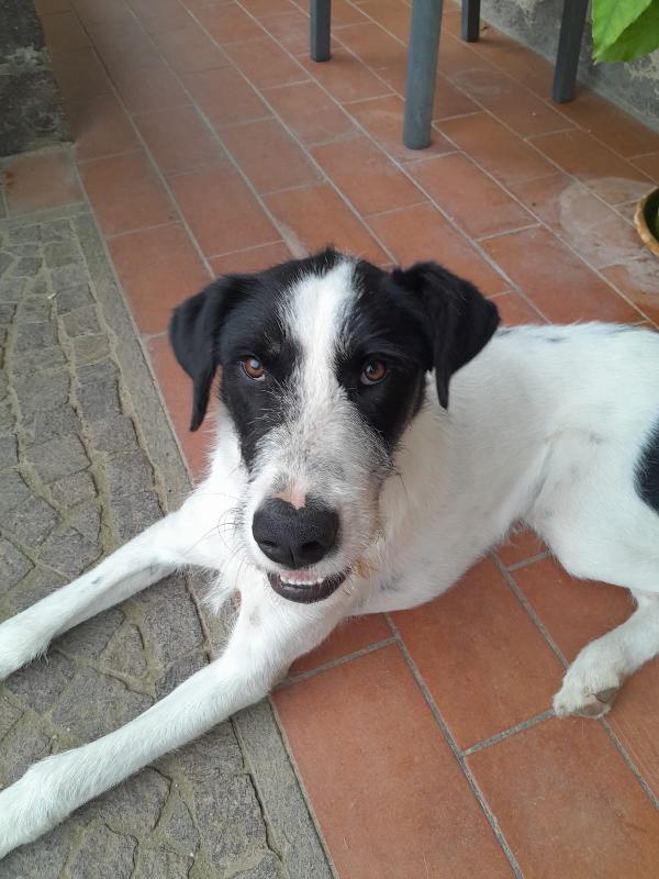 Snoopy il cucciolone che adora bimbi e gatti Foto 5
