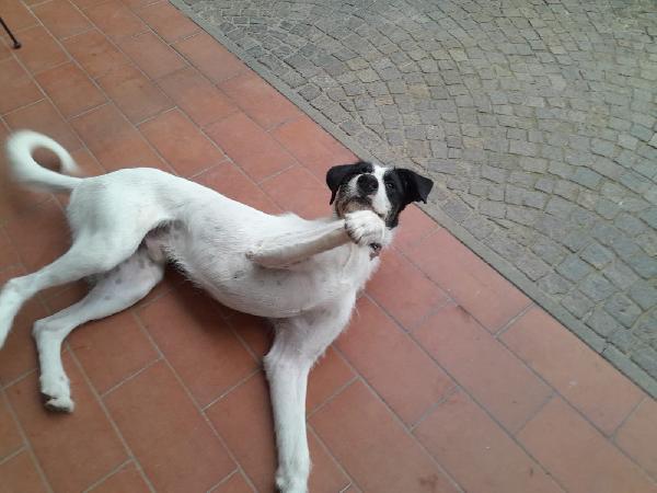 Snoopy il cucciolone che adora bimbi e gatti Foto 6
