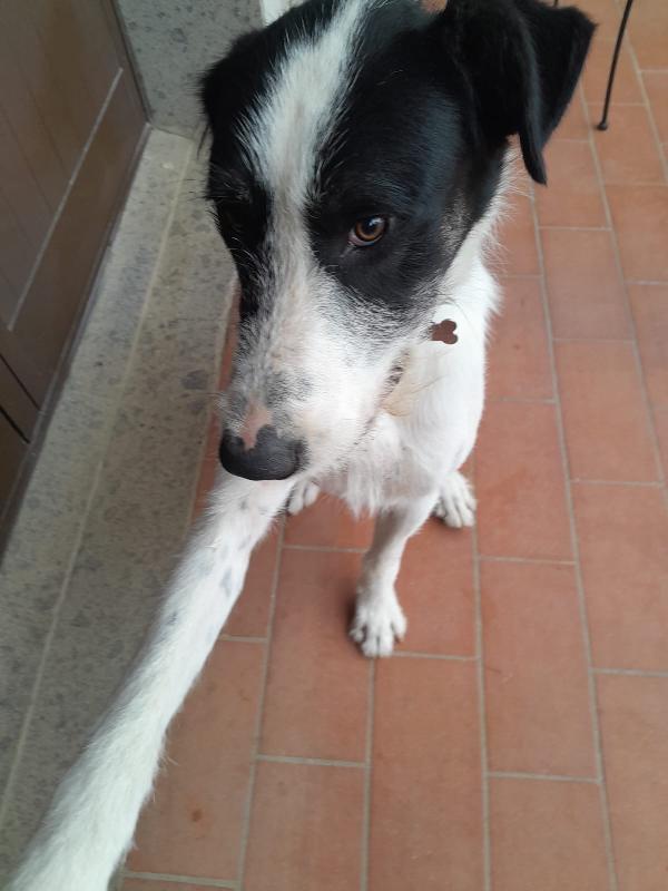 Snoopy il cucciolone che adora bimbi e gatti Foto 7