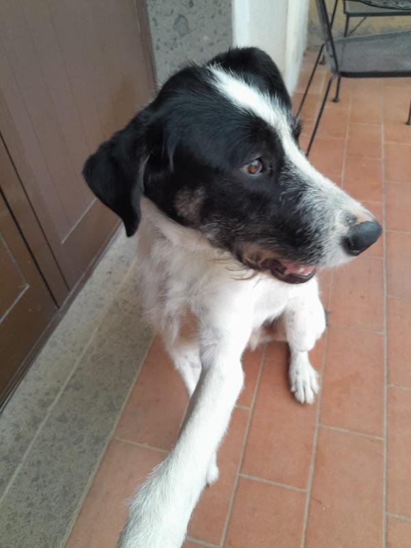 Snoopy il cucciolone che adora bimbi e gatti Foto 8