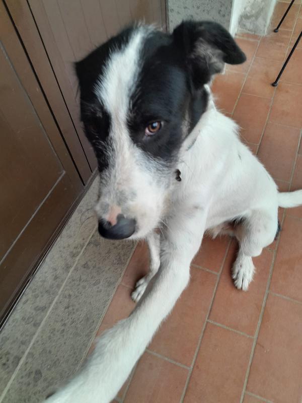 Snoopy il cucciolone che adora bimbi e gatti Foto 9