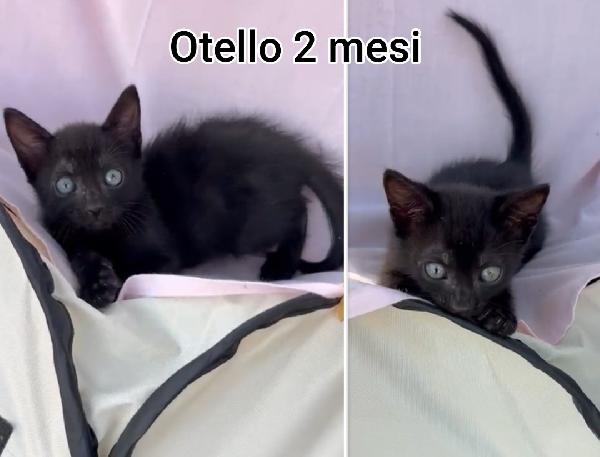 Siamo Sommerse Dai Gattini 