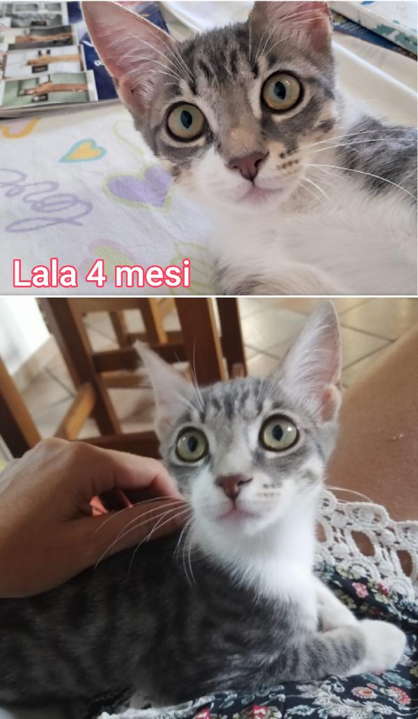 SIAMO SOMMERSE DAI GATTINI  Foto 3