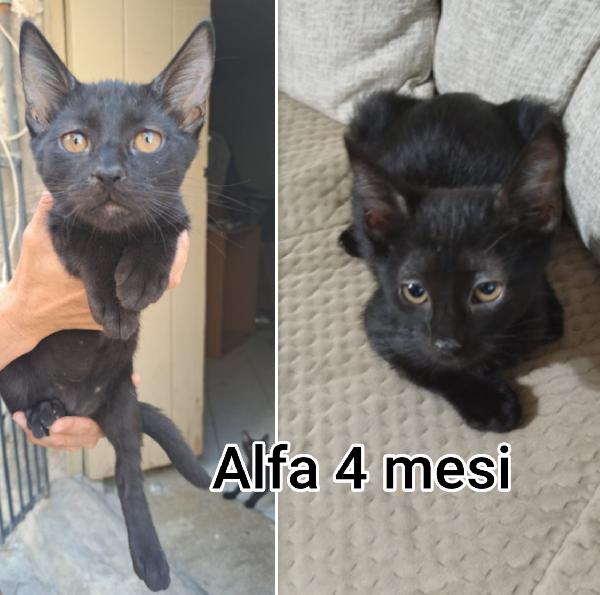 SIAMO SOMMERSE DAI GATTINI  Foto 4