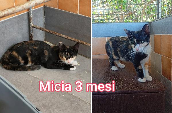 SIAMO SOMMERSE DAI GATTINI  Foto 8