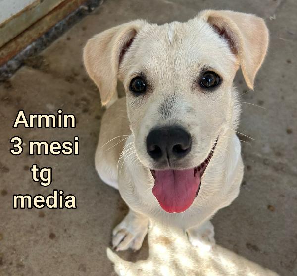 Cuccioli Soli E Abbandonati 
