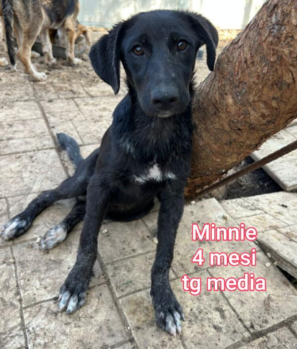 Cuccioli soli e abbandonati  Foto 2