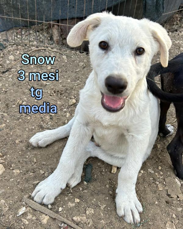 Cuccioli soli e abbandonati  Foto 3