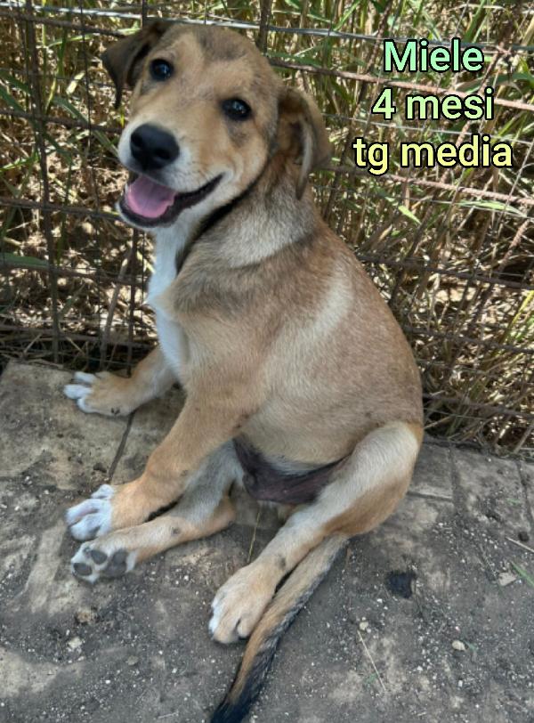 Cuccioli soli e abbandonati  Foto 4