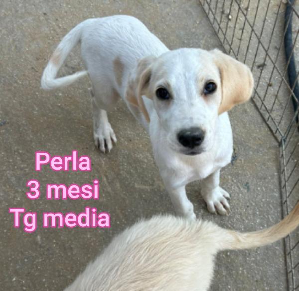 Cuccioli soli e abbandonati  Foto 6
