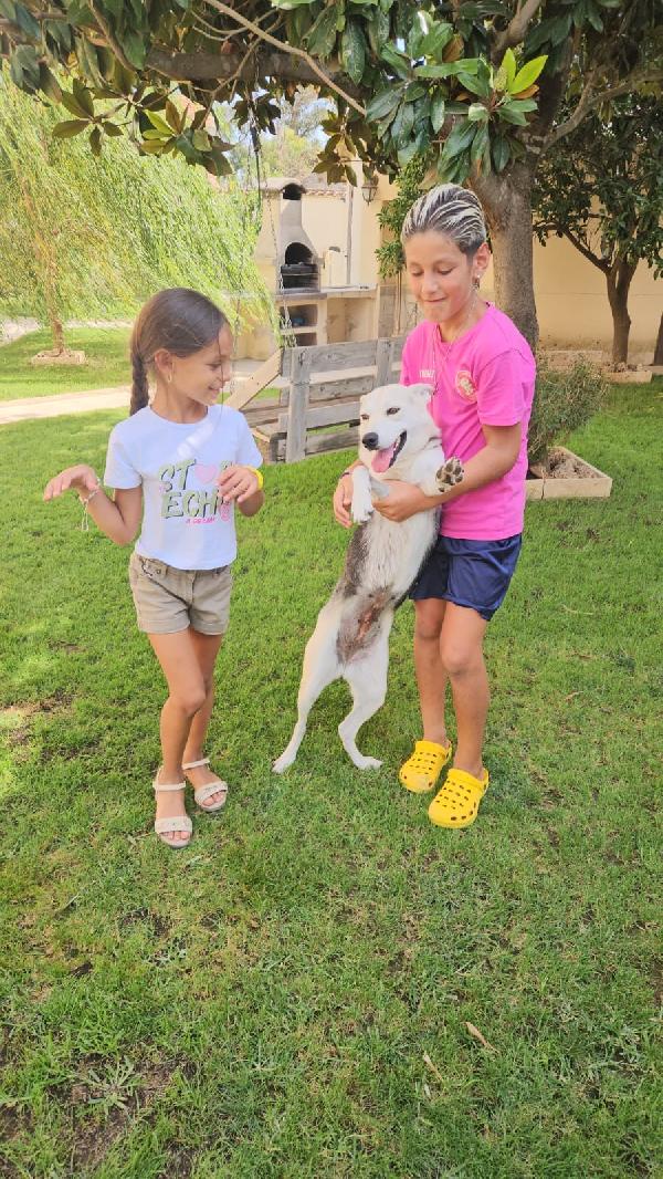 Patty Deliziosa Giovane Cagnolina Tg Medio Piccola Cerca Famiglia