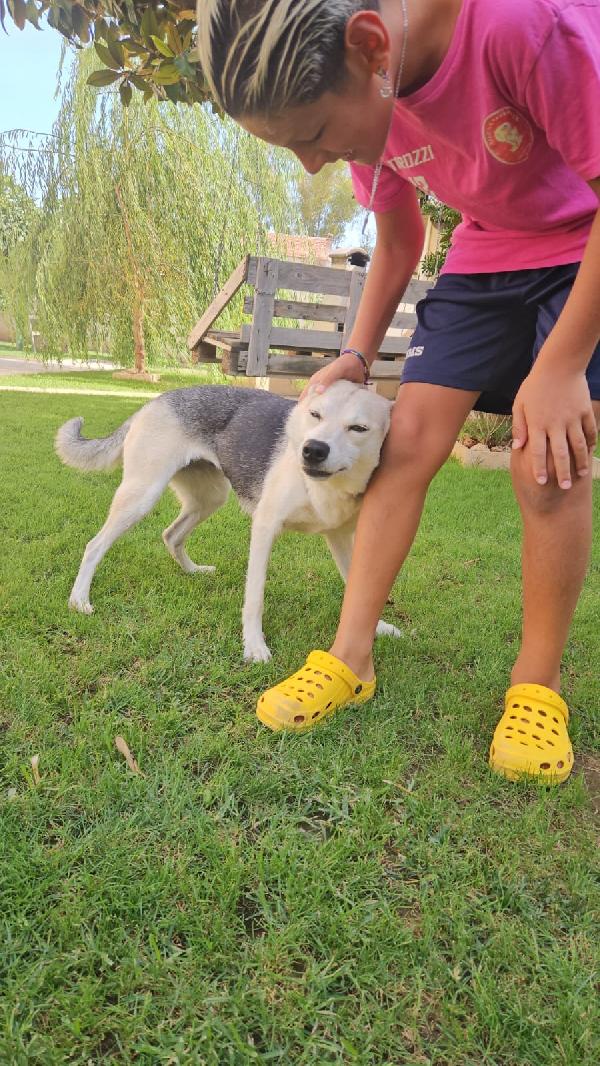 PATTY DELIZIOSA GIOVANE CAGNOLINA TG MEDIO PICCOLA CERCA FAMIGLIA Foto 2