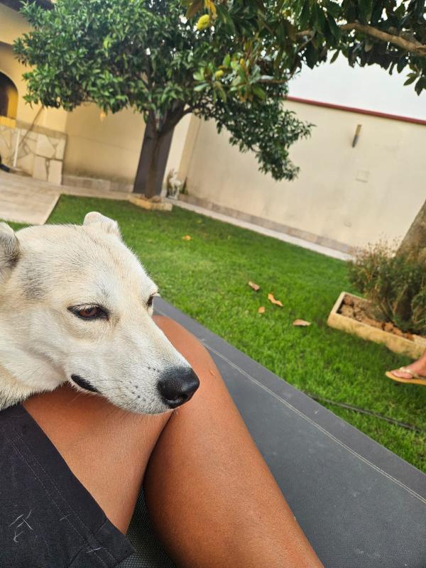 PATTY DELIZIOSA GIOVANE CAGNOLINA TG MEDIO PICCOLA CERCA FAMIGLIA Foto 3