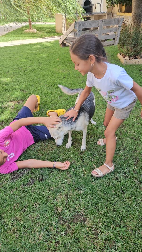 PATTY DELIZIOSA GIOVANE CAGNOLINA TG MEDIO PICCOLA CERCA FAMIGLIA Foto 5