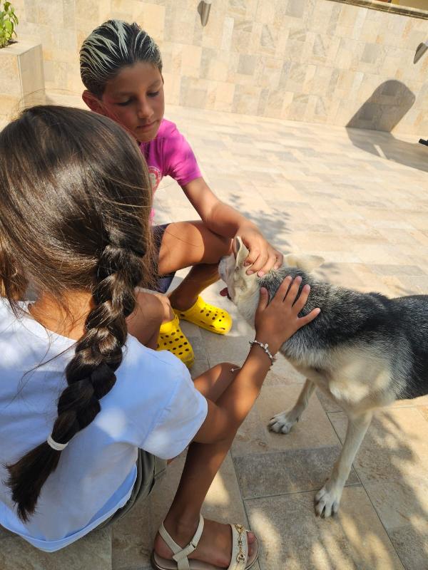 PATTY DELIZIOSA GIOVANE CAGNOLINA TG MEDIO PICCOLA CERCA FAMIGLIA Foto 6