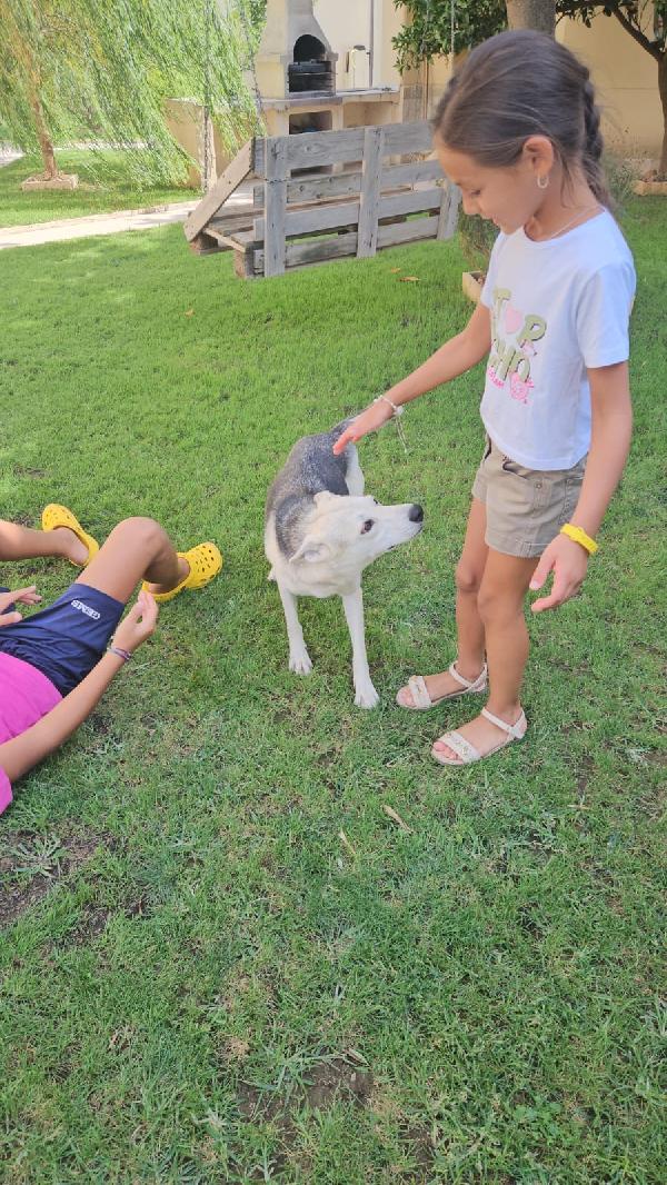 PATTY DELIZIOSA GIOVANE CAGNOLINA TG MEDIO PICCOLA CERCA FAMIGLIA Foto 7