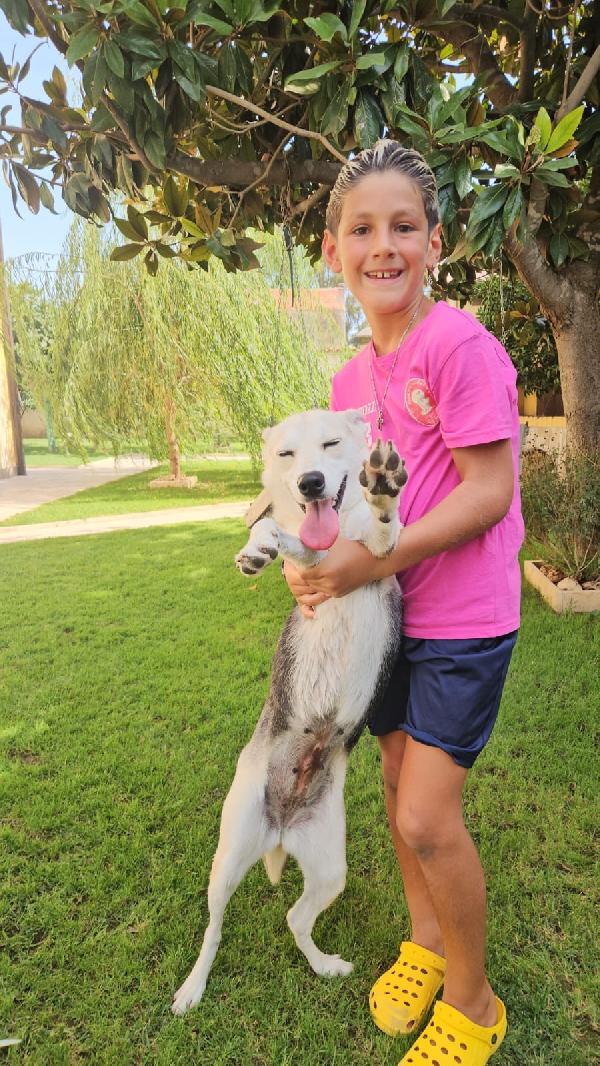 PATTY DELIZIOSA GIOVANE CAGNOLINA TG MEDIO PICCOLA CERCA FAMIGLIA Foto 8