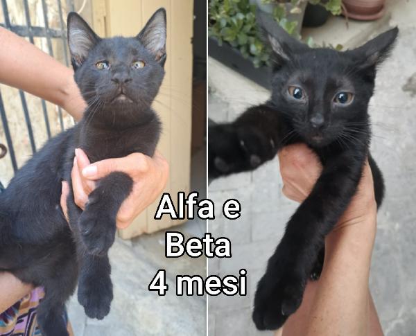 Salvate Un Micetto 