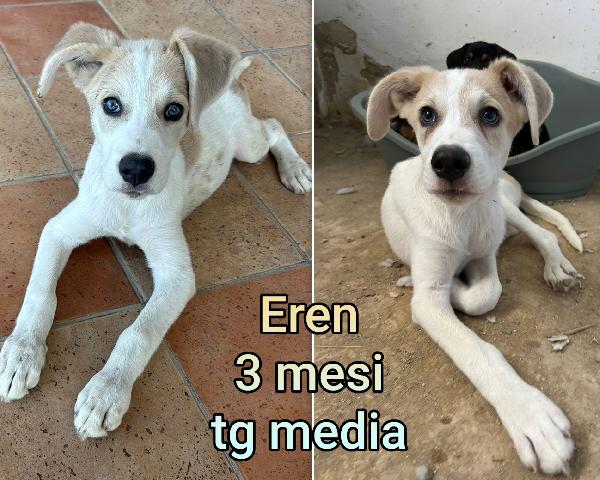 Cuccioli Abbandonati Dai 2Mesi 