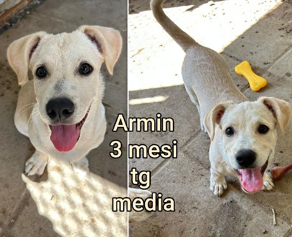 Cuccioli abbandonati dai 2mesi  Foto 2