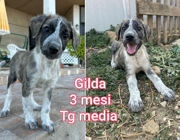 Cuccioli abbandonati dai 2mesi  Foto 3