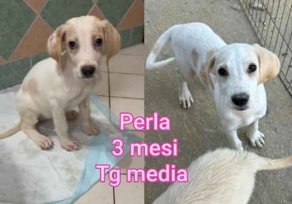 Cuccioli abbandonati dai 2mesi  Foto 4