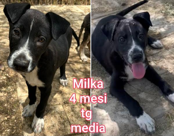 Cuccioli abbandonati dai 2mesi  Foto 5
