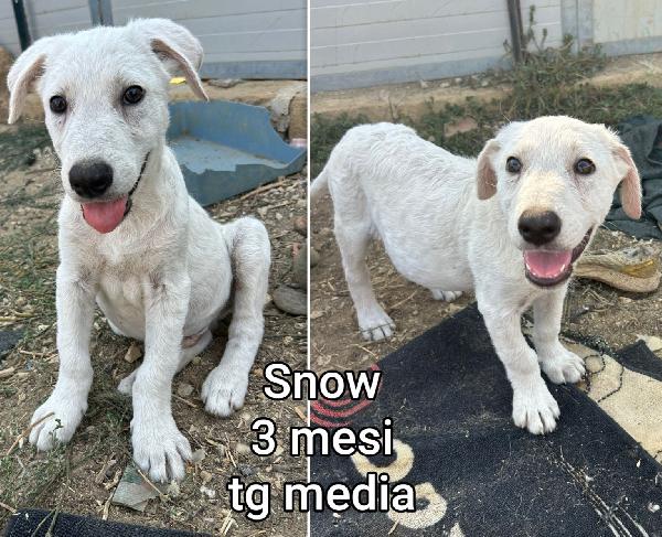 Cuccioli abbandonati dai 2mesi  Foto 6