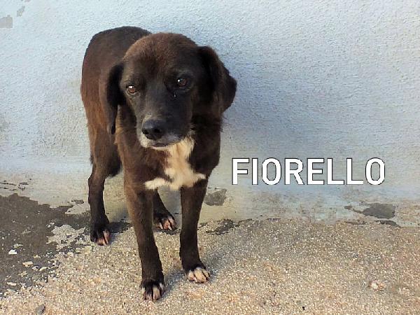 Fiorello triste per l'abbandono Foto 2
