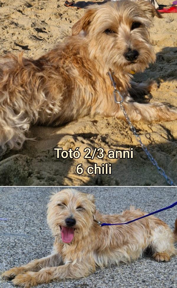 Cani Piccoli E Contenuti 