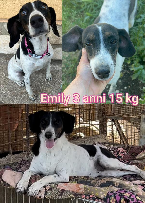 Cani piccoli e contenuti  Foto 2