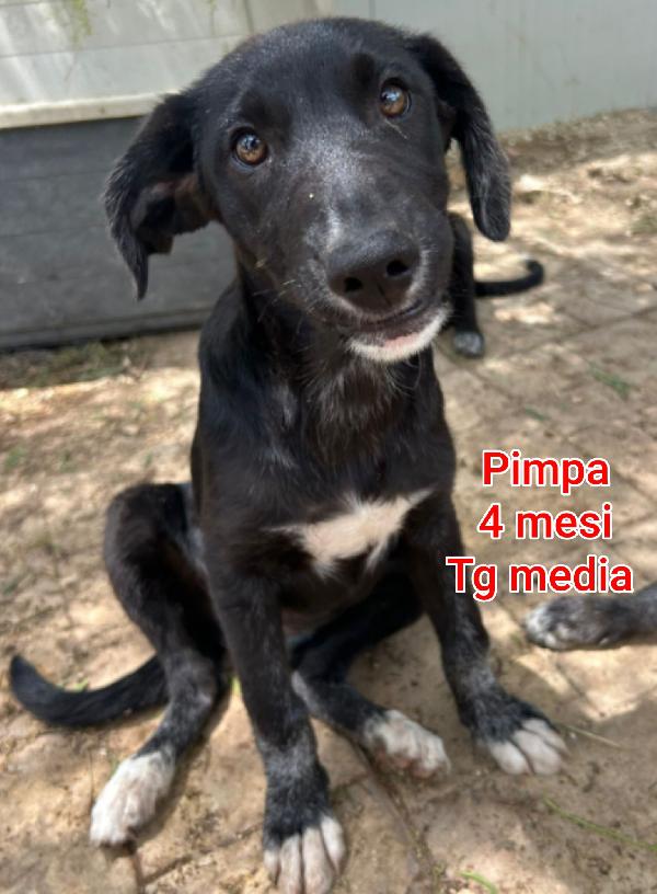 TANTI CUCCIOLI IN RIFUGIO  Foto 3
