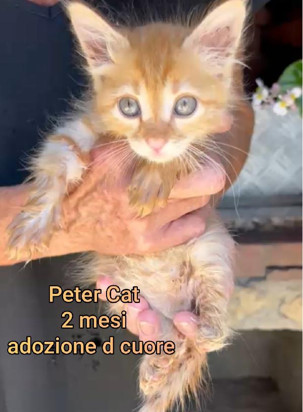 ADOTTATE UN GATTINO! Foto 2
