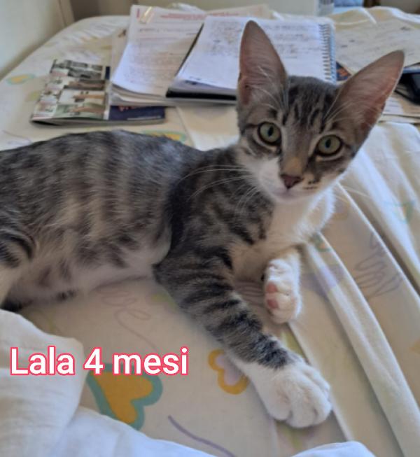 ADOTTATE UN GATTINO! Foto 6