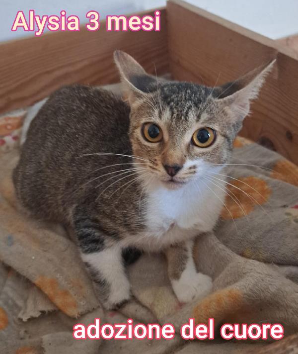 ADOTTATE UN GATTINO! Foto 7
