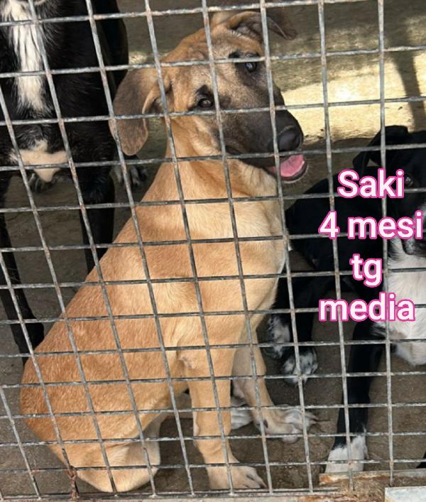 SALVATE UN CUCCIOLO!!! Foto 8