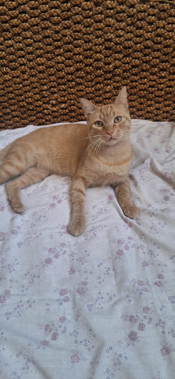 Fox Foto 4