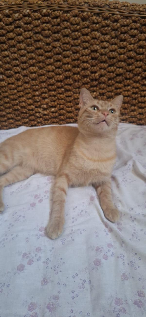 Fox Foto 6