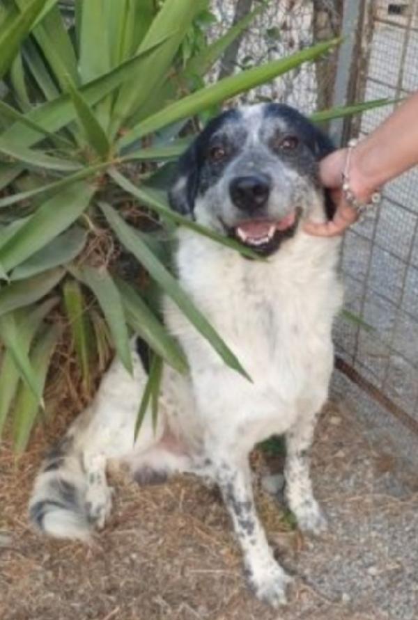 Barù 5Anni Aspetta Da Cucciolo..calabria 