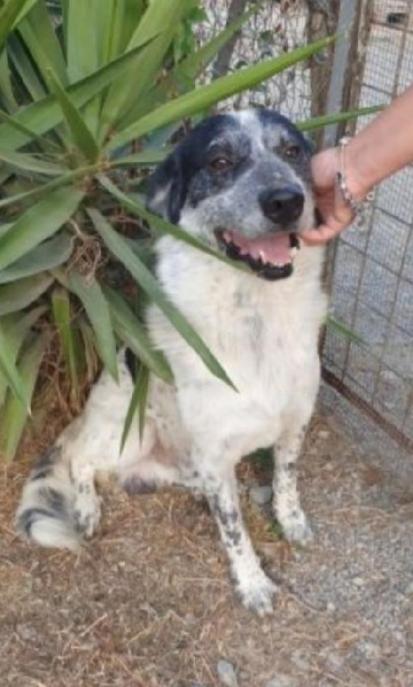 Barù 5anni aspetta da cucciolo..CALABRIA  Foto 2