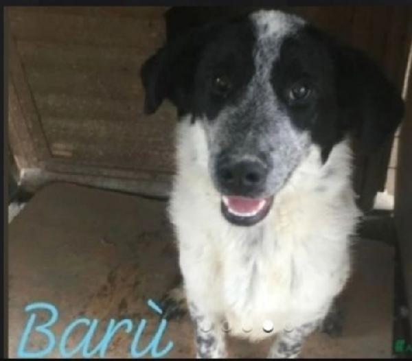 Barù 5anni aspetta da cucciolo..CALABRIA  Foto 3