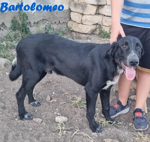 BARTOLOMEO CUCCIOLONE MASCHIO Foto 6