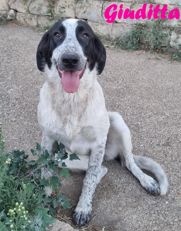 GIUDITTA CUCCIOLOTTA FEMMINA Foto 2