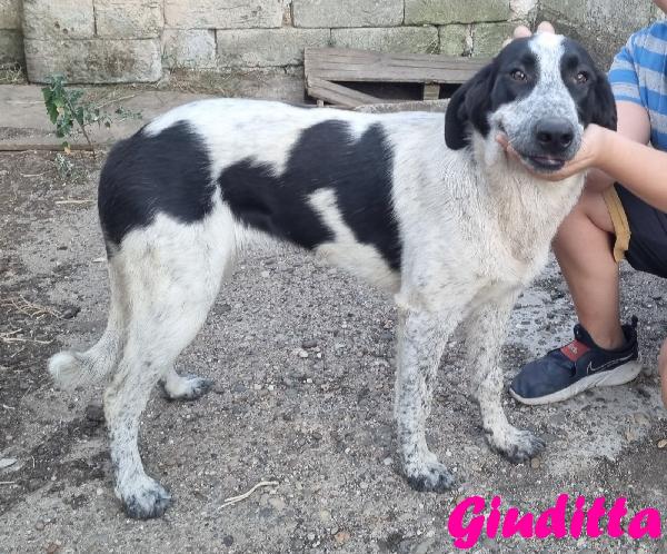 GIUDITTA CUCCIOLOTTA FEMMINA Foto 3